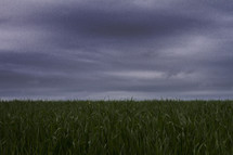 A field of grass under a stormy sky.