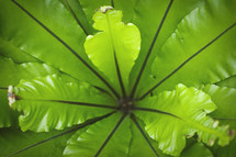green leaves closeup 