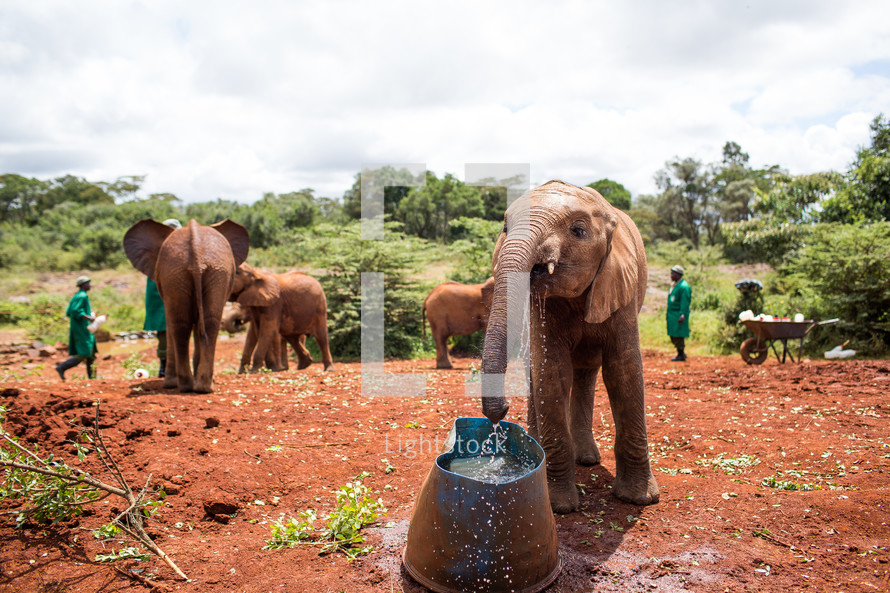 elephant drinking water 