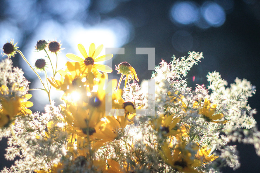 yellow wildflowers under sunlight 