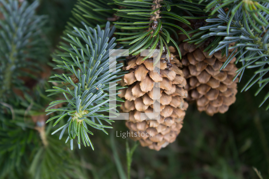 pine cones hanging on a tree 
