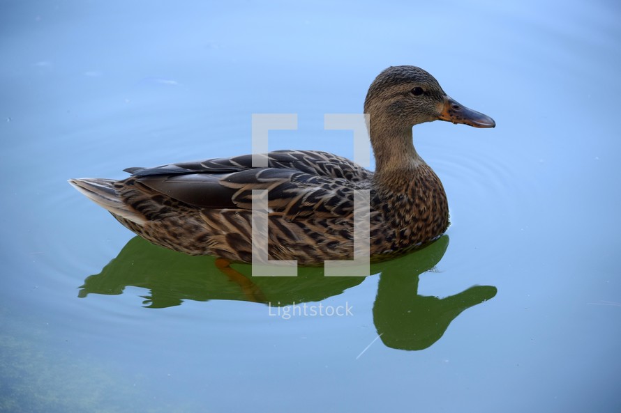 duck on a pond 