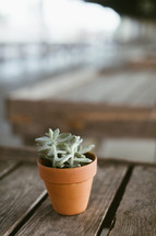 potted succulent plant 