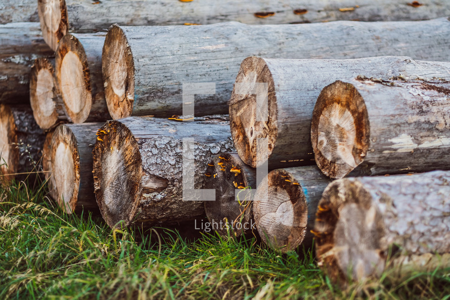 logs 