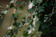 Ivy Branches