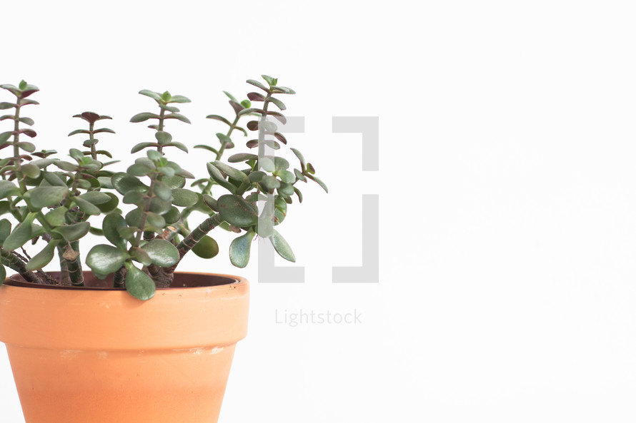 A plant growing in aa clay pot.