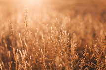 sunlight on a golden weeds