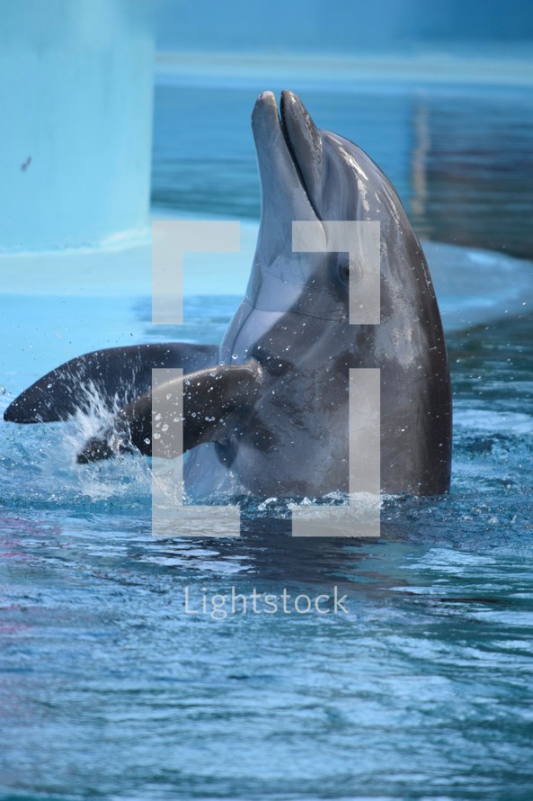 playful dolphin 