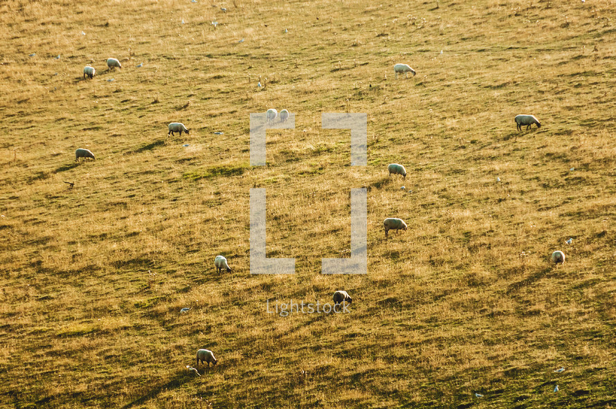 aerial view over sheep in a pasture 