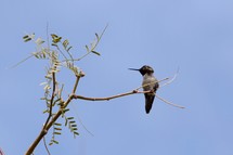 hummingbird in a tree 