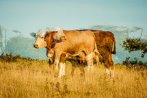 cows double exposure 