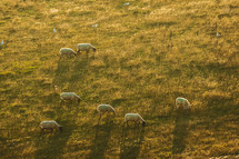 aerial view over grazing sheep 