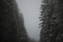 tops of pine trees in a hazy sky