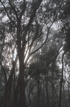 sunlight shining into a foggy forest 