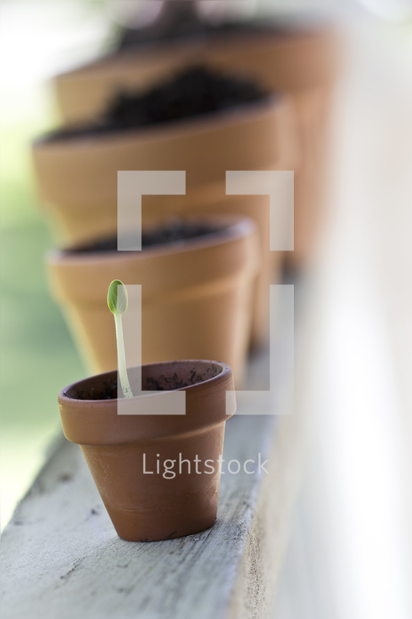 sprouting seedling in a potted plant 