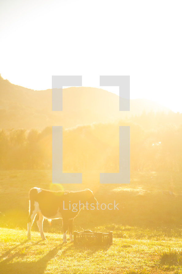 cow standing in intense sunlight 