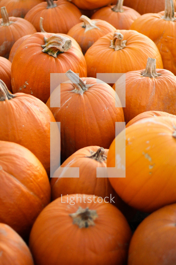 pumpkins in a pumpkin patch