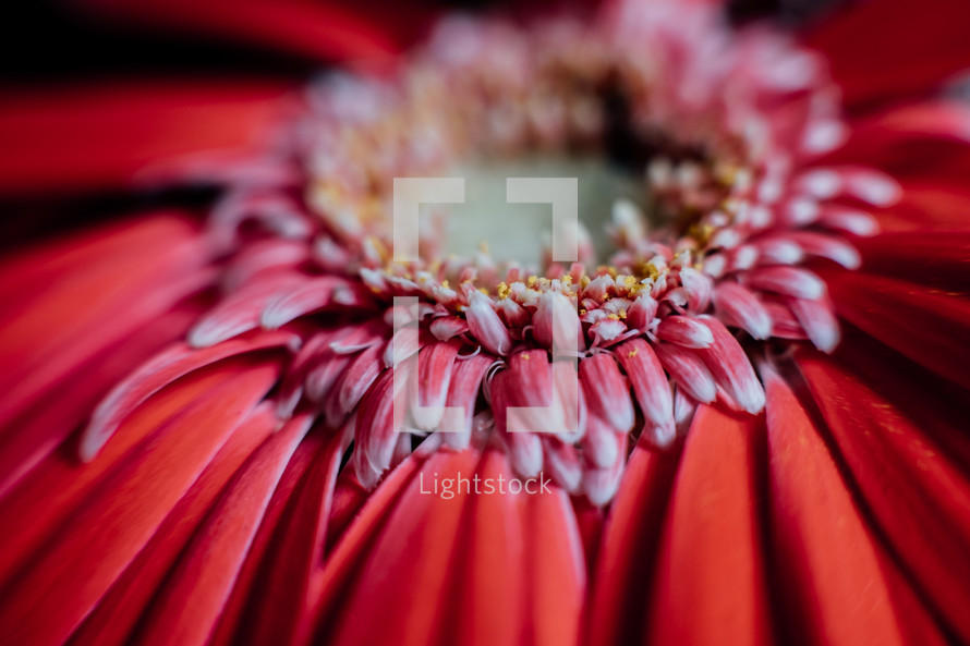center of a red gerber daisy 