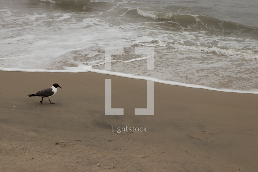 seagull on a beach 