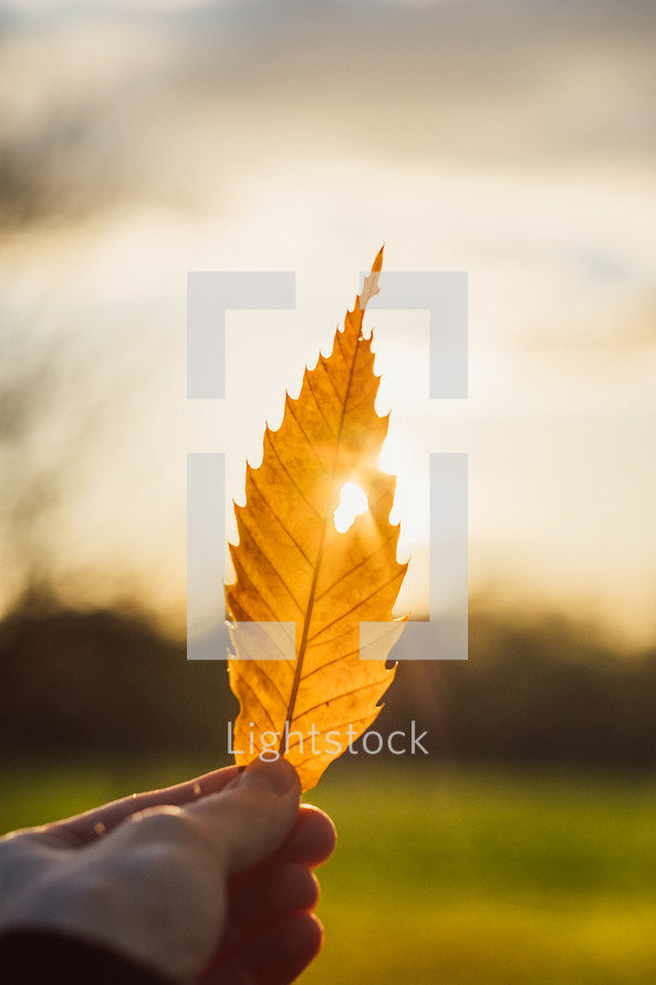 holding up a brown leaf 