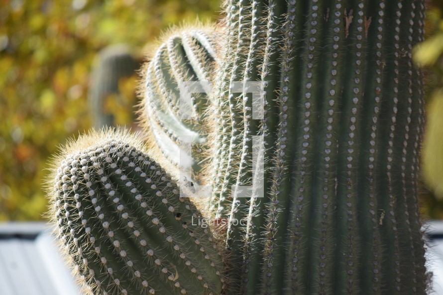 Barrel cactus 