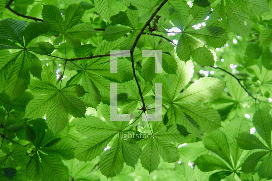 green leaves on a summer tree 