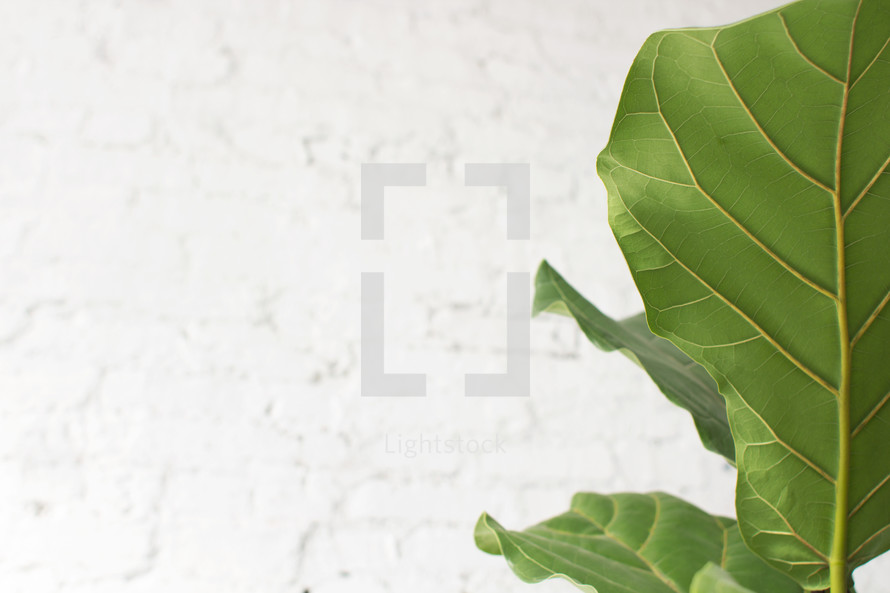 A green leaf on a white background.