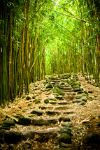 steps in a bamboo forest 