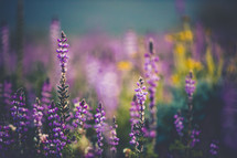 purple spring flowers 