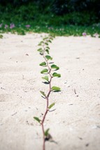 vine growing over sand 