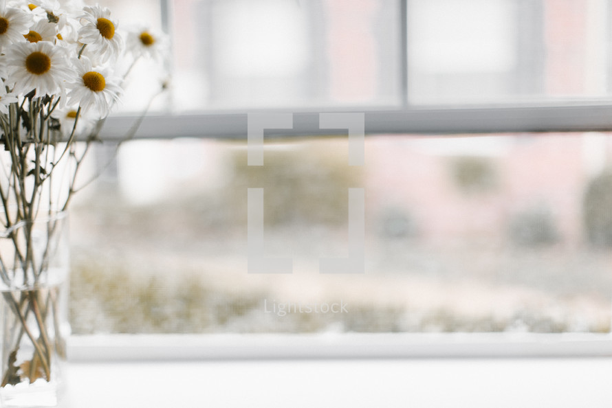 white daisies in a vase in a window sill 