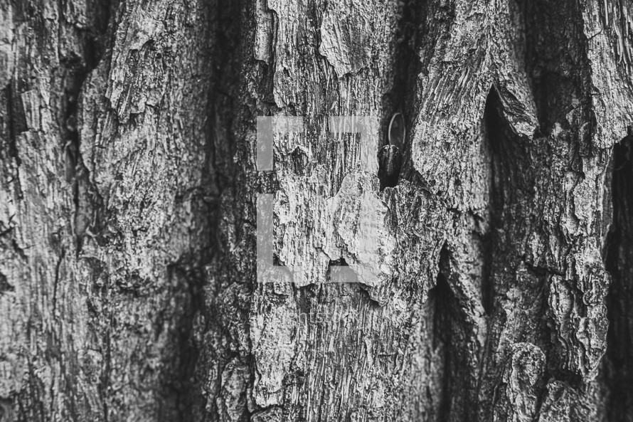 tree bark in black and white 
