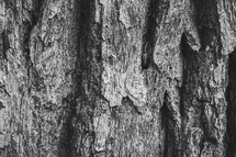 tree bark in black and white 