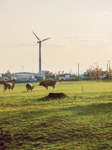 cows and a wind turbine 