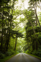 rural road through a forest 