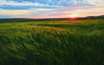 Beautiful sunset over green rye field in spring time