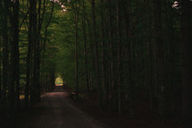 Dark Forest path in summer time