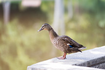 female Mallard duck 