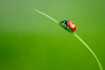 ladybug on a blade of grass 