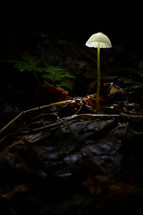 small white mushroom 