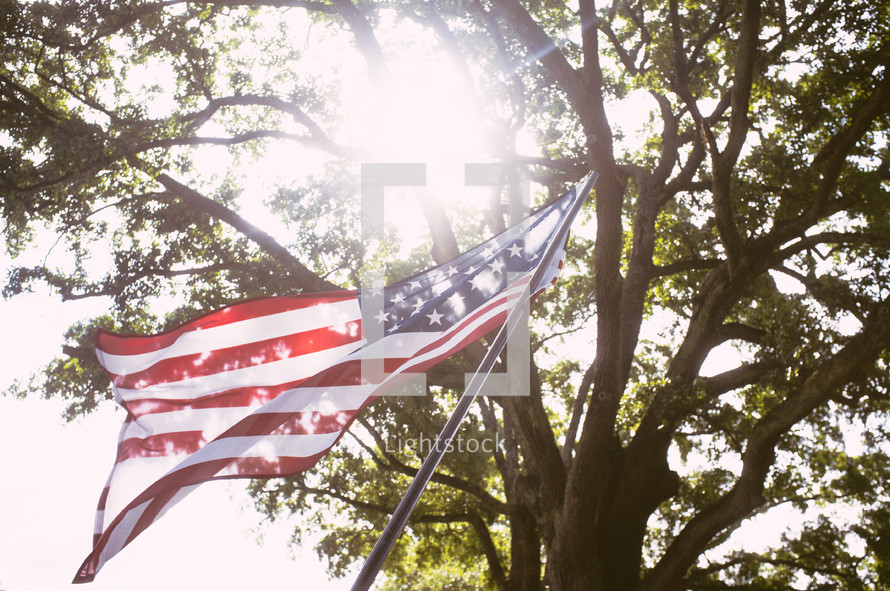 American flag under a tree 