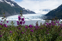Glacier and Purple Flowers in Alaska