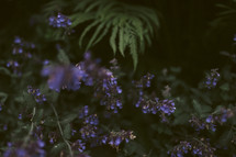 tiny purple flowers 