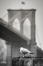 Seagull perched along a pier in front of a New York City Bridge