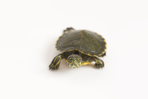 red eared slider turtle 