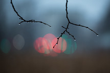 wet branches and bokeh lights 