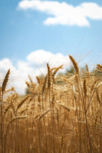 wheat filed 