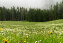 Misty alpine meadow in italy