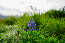 A single lupine flower in Iceland