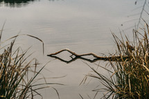 branch floating on pond water